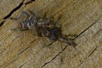 Rhagium sycophanta