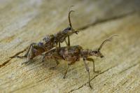 Rhagium sycophanta