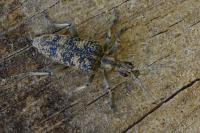 Rhagium sycophanta