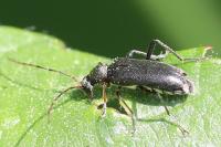 Grammoptera ruficornis