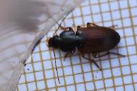 Parophonus mendax