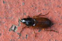 Parophonus mendax
