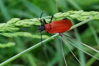 Pyrochroa coccinea