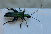 Oedemera nobilis