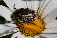Oxythyrea funesta