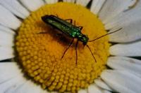 Oedemera nobilis