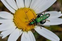 Oedemera nobilis