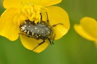 Oxythyrea funesta