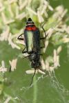 Malachius bipustulatus