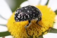 Oxythyrea funesta