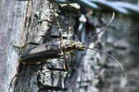 Stenocorus meridianus