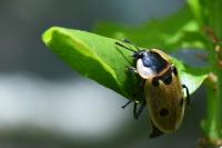 Dendroxena quadrimaculata