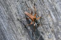 Stenocorus meridianus