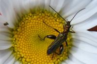 Oedemera flavipes