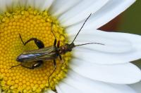 Oedemera flavipes