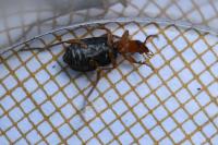 Brachinus crepitans