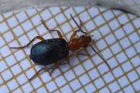 Brachinus crepitans