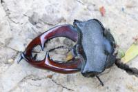 Lucanus cervus cervus