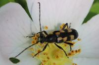 Anoplodera sexguttata