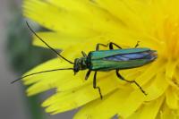 Oedemera nobilis