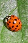 Harmonia axyridis