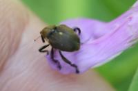 Mononychus punctumalbum