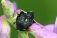 Mononychus punctumalbum