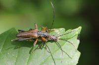 Stenocorus meridianus