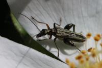 Oedemera flavipes