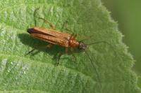 Oedemera podagrariae