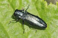 Agrilus cyanescens