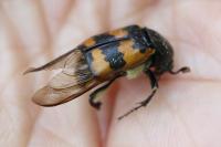 Nicrophorus vespillo