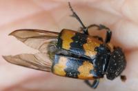 Nicrophorus vespillo