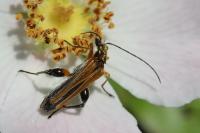 Oedemera podagrariae