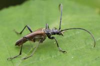 Stenocorus meridianus