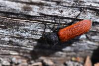 Bostrichus capucinus