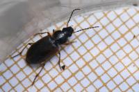 Stenolophus mixtus