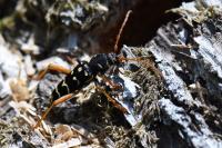Plagionotus arcuatus