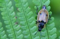 Dendroxena quadrimaculata