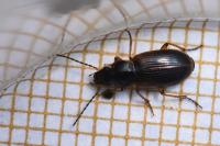 Stenolophus mixtus