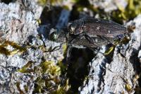 Chrysobothris affinis