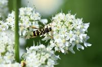 Clytus arietis