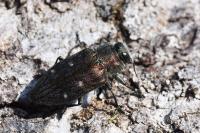 Chrysobothris affinis