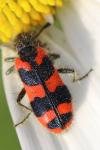 Trichodes alvearius