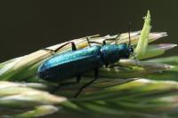 Psilothrix viridicoerulea