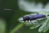 Phytoecia cylindrica