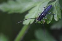Phytoecia cylindrica