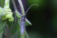 Phytoecia cylindrica