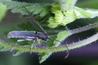 Phytoecia cylindrica