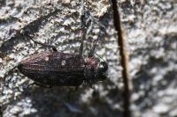 Chrysobothris affinis